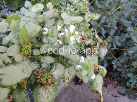 deadnettle, spotted